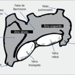 Figura 1