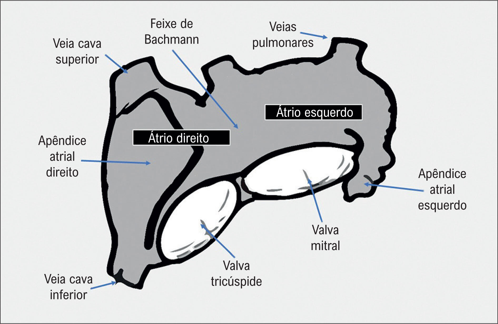 Figura 1