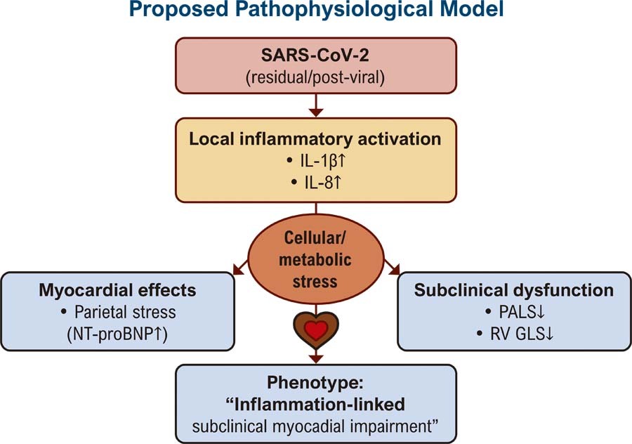 Local Inflammation May Underlie Cardiac Damage in Post-COVID-19 Period